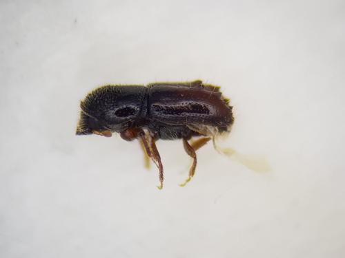 Réf. 253 426 : Pityogenes chalcographus